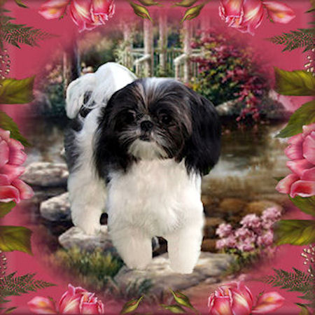 Logan Chinese Imperial Shih Tzu Stud